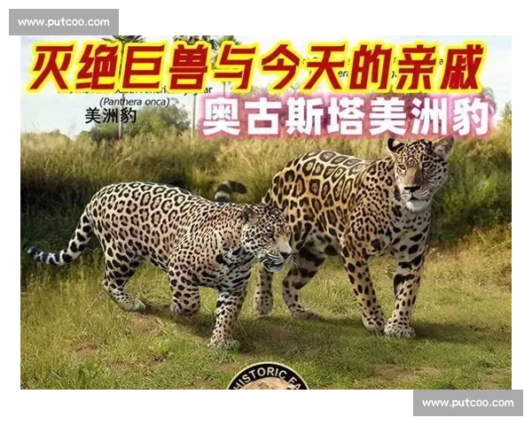 老虎与美洲豹正面较量力量速度与生存王者之争野性巅峰对决揭秘